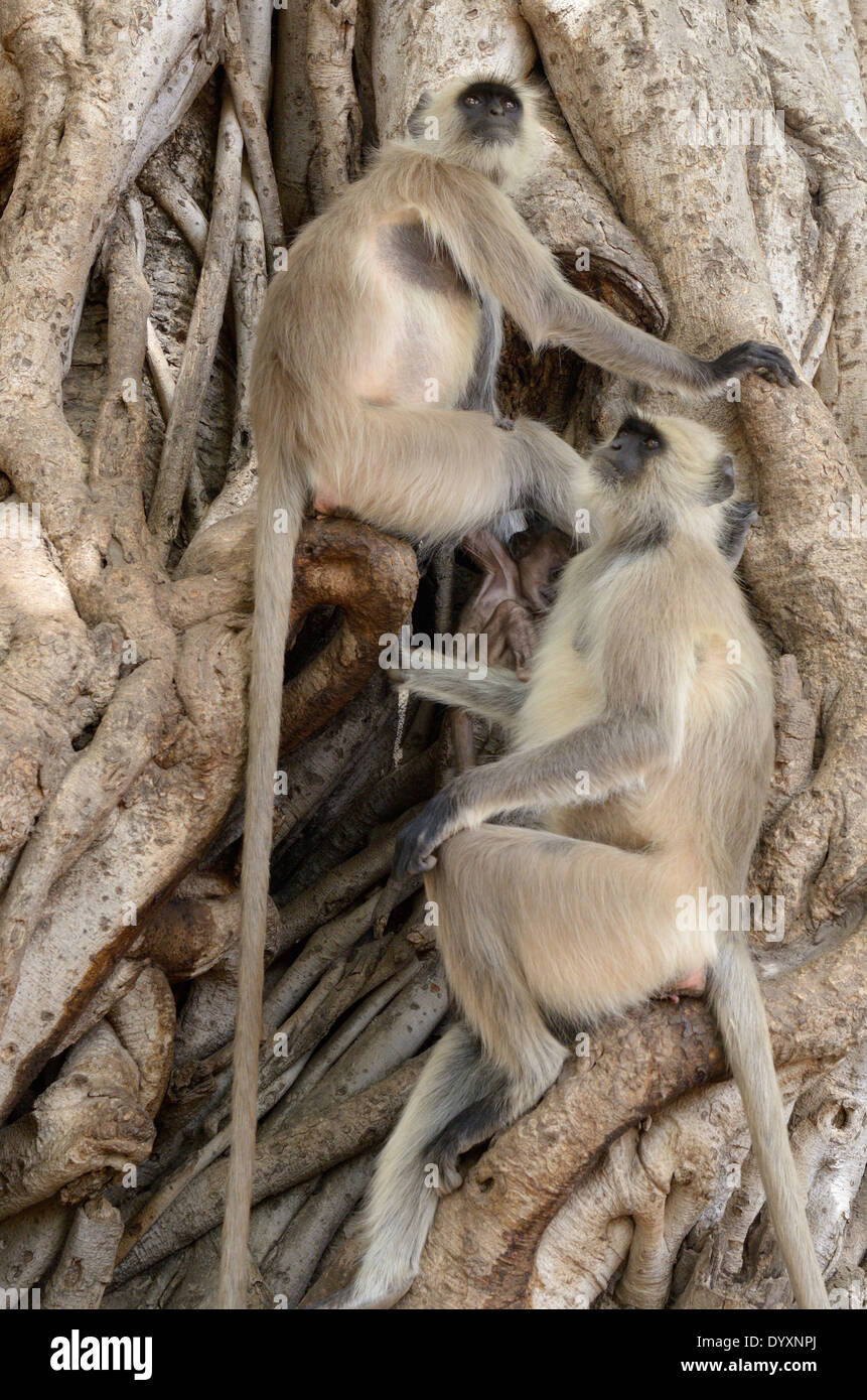 Gruppe von Hanuman-Languren (Semnopithecus Entellus) sitzen in einem Feigenbaum. Stockfoto