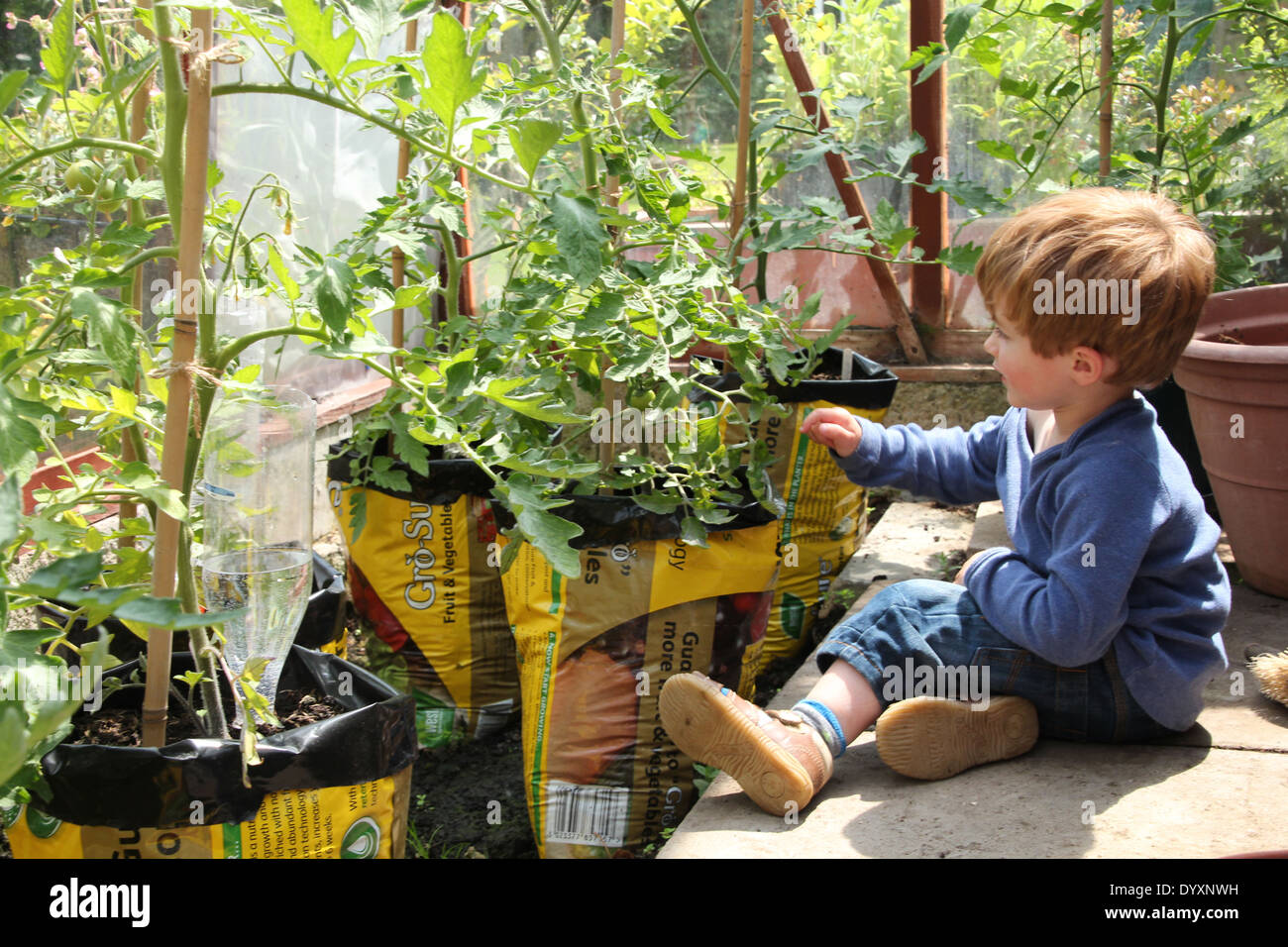 Ein kleiner Junge über die Kommissionierung grüner Tomaten denken (1 eine Reihe von 5) Stockfoto