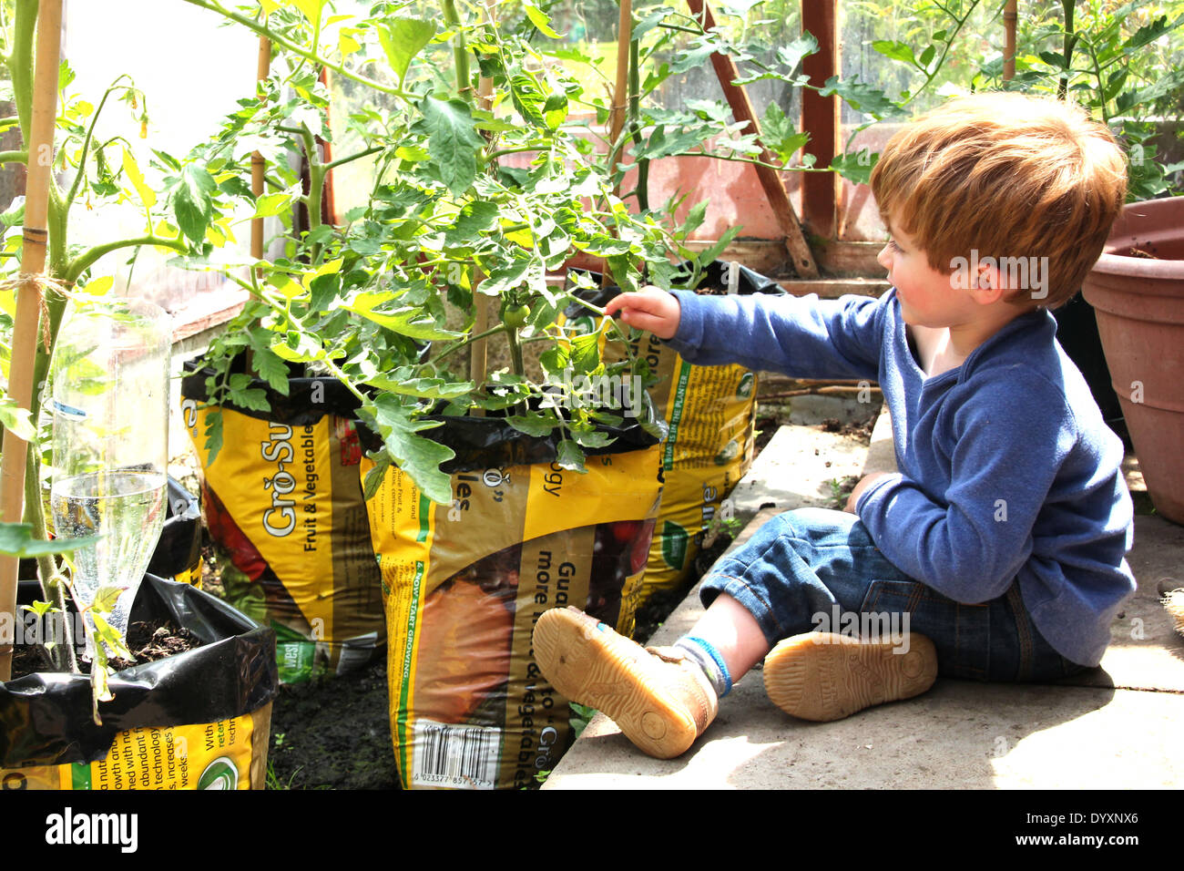 Ein kleiner Junge zu versuchen, Kommissionierung grüne Tomaten (2 aus einer Reihe von 5) Stockfoto