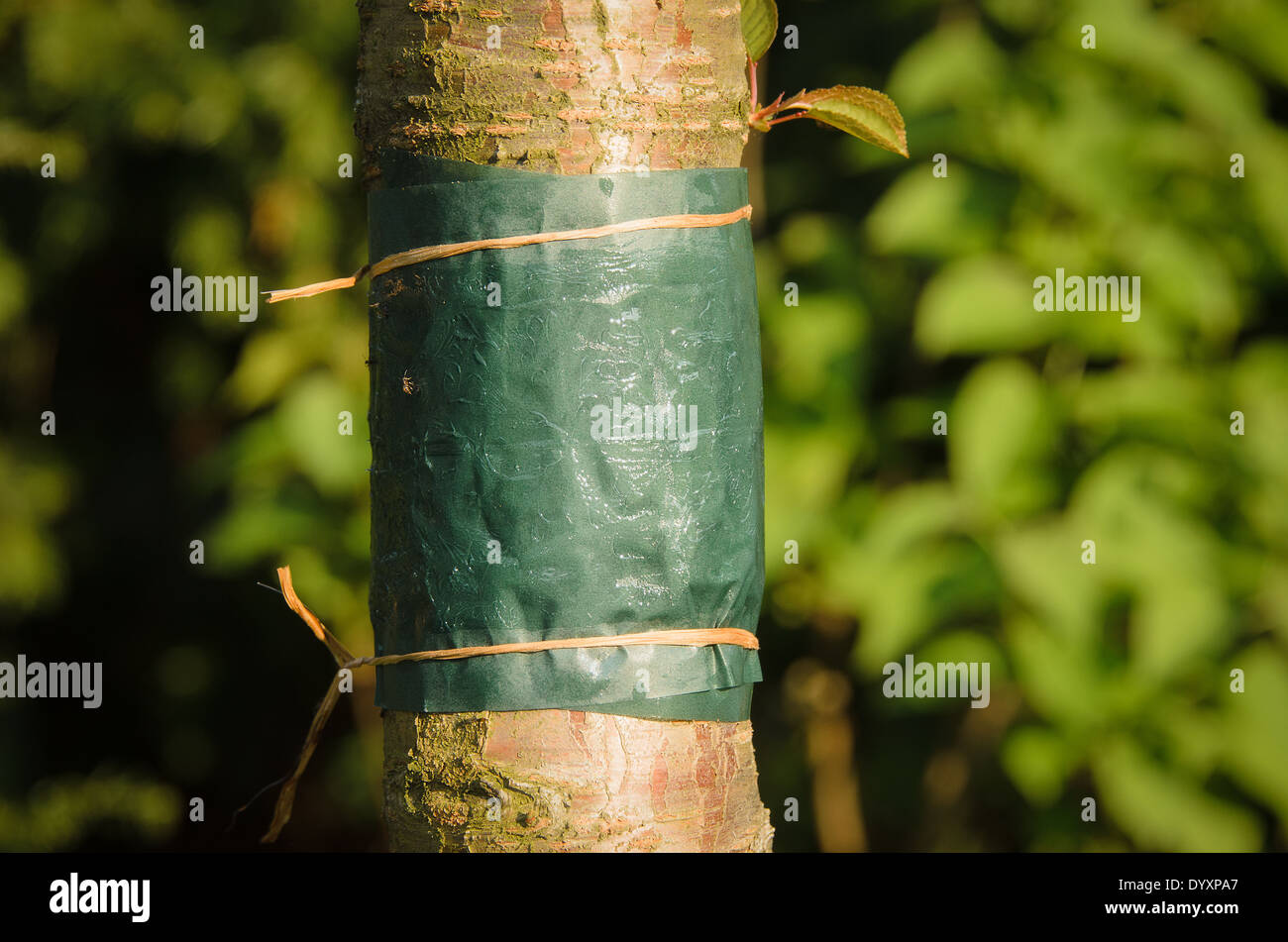 Kleber-Band um den Stamm eines Baumes gebunden Stockfotografie - Alamy