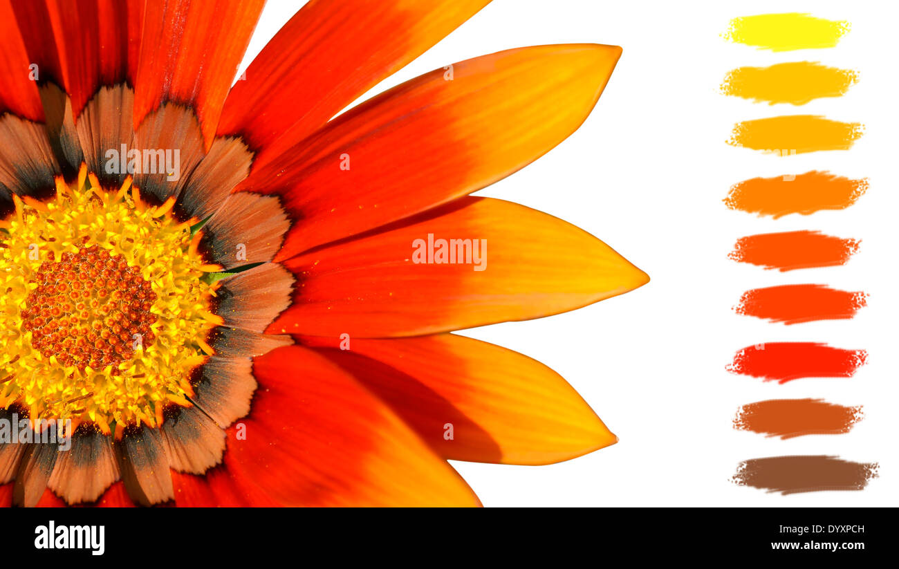Floraler Hintergrund: Orange, gelb und braun Gazenia oder Schatz Blume Farbpalette Stockfoto