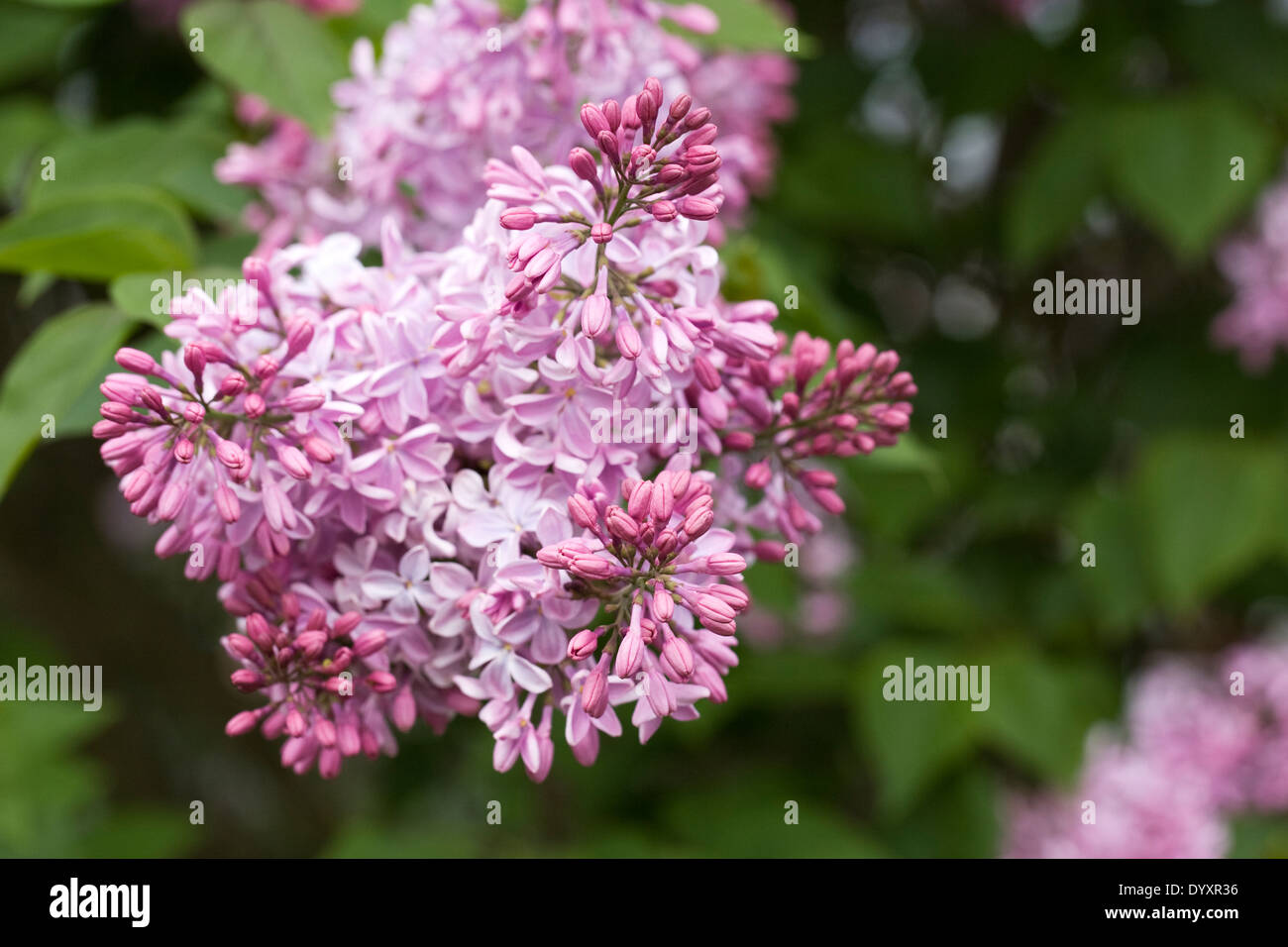 Syringa X Hyacinthiflora "Buffon". Lila Blüten. Stockfoto