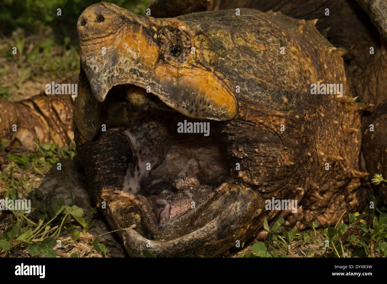 Alligator Schnappschildkröte (Macrochelys Temminckii) ist die größte Süßwasser Schildkröte der Welt basierend auf Gewicht, Louisiana Stockfoto