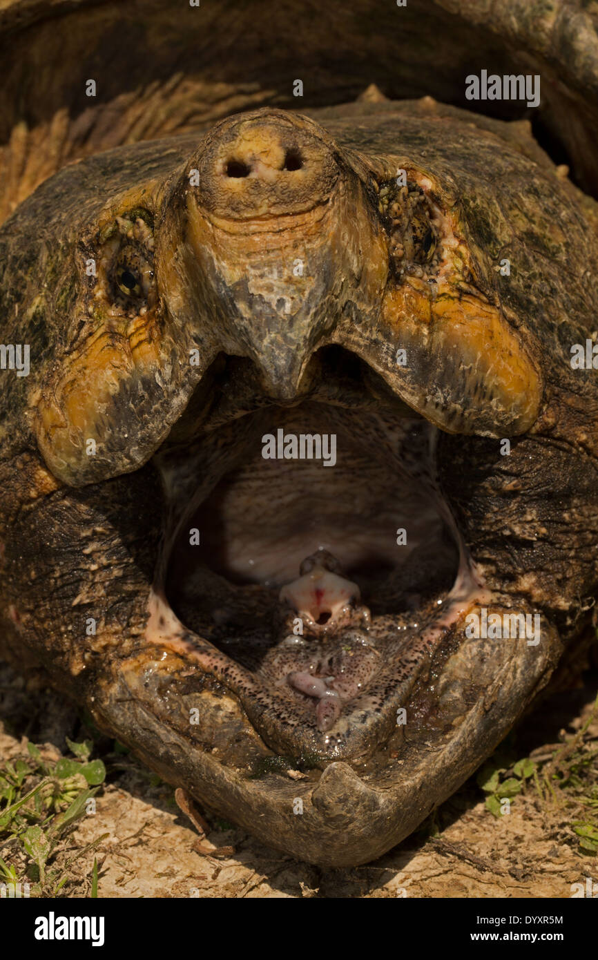 Alligator Snapping Turtle Macrochelys Temminckii Stockfotos Und Bilder Kaufen Alamy