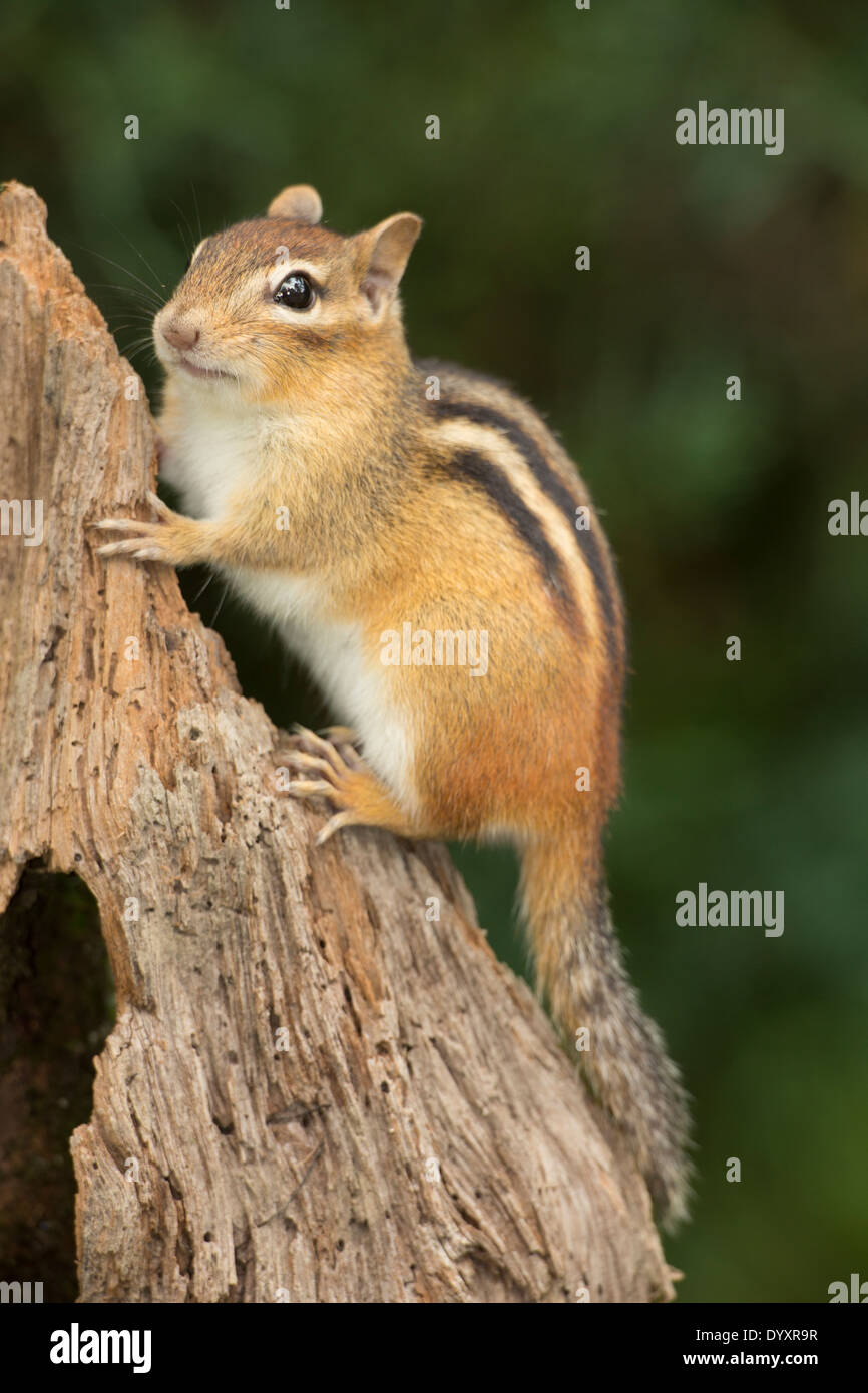 Östliche Chipmunk (Tamias Striatus), New York Stockfoto
