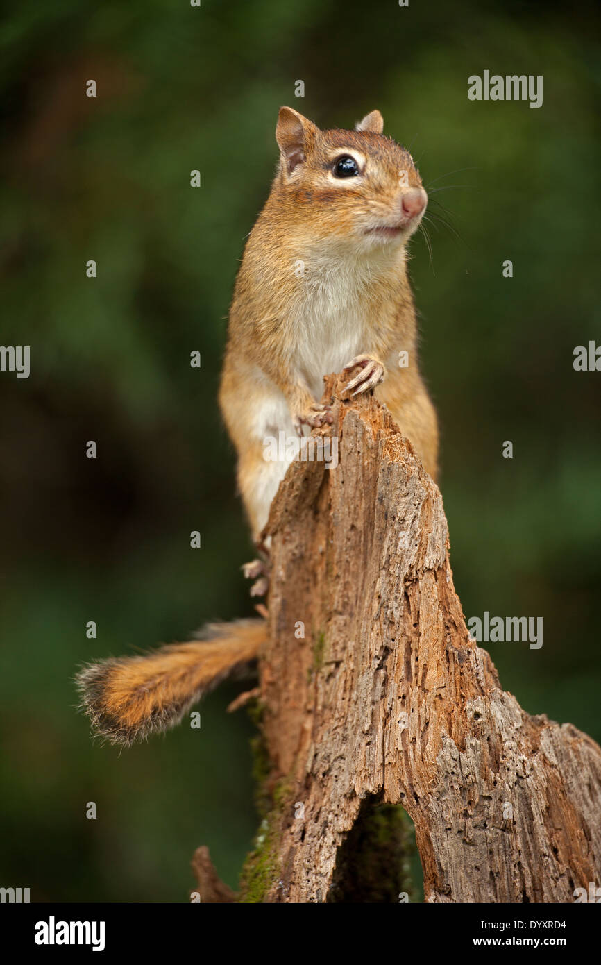 Östliche Chipmunk (Tamias Striatus), New York Stockfoto