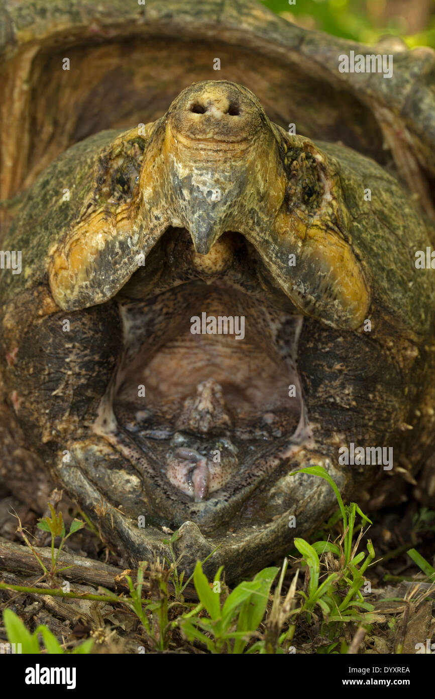 Alligator Schnappschildkröte (Macrochelys Temminckii) ist die größte Süßwasser Schildkröte der Welt basierend auf Gewicht, Louisiana Stockfoto