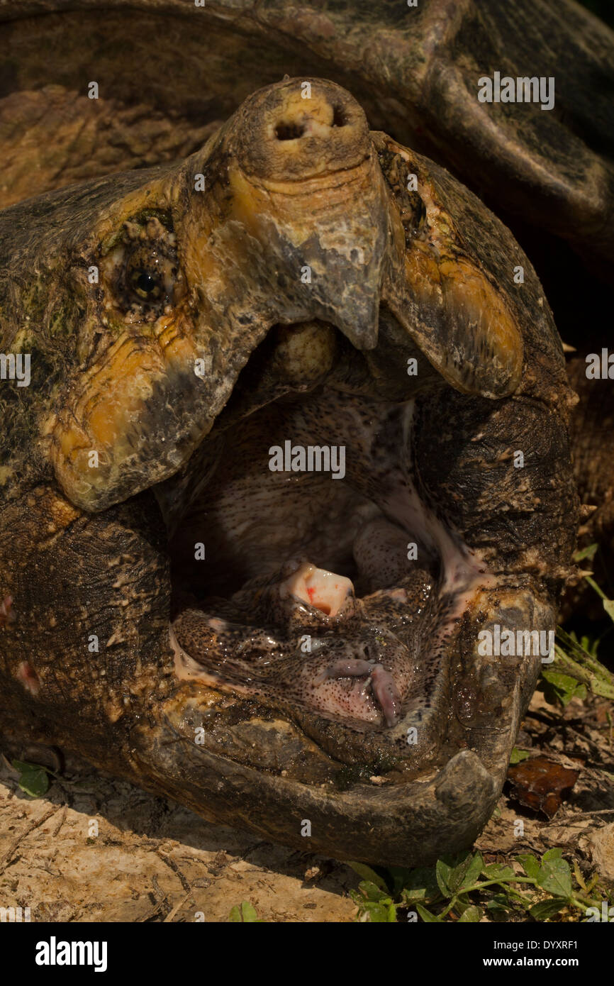 Alligator Snapping Turtle Macrochelys Temminckii Stockfotos Und Bilder Kaufen Alamy