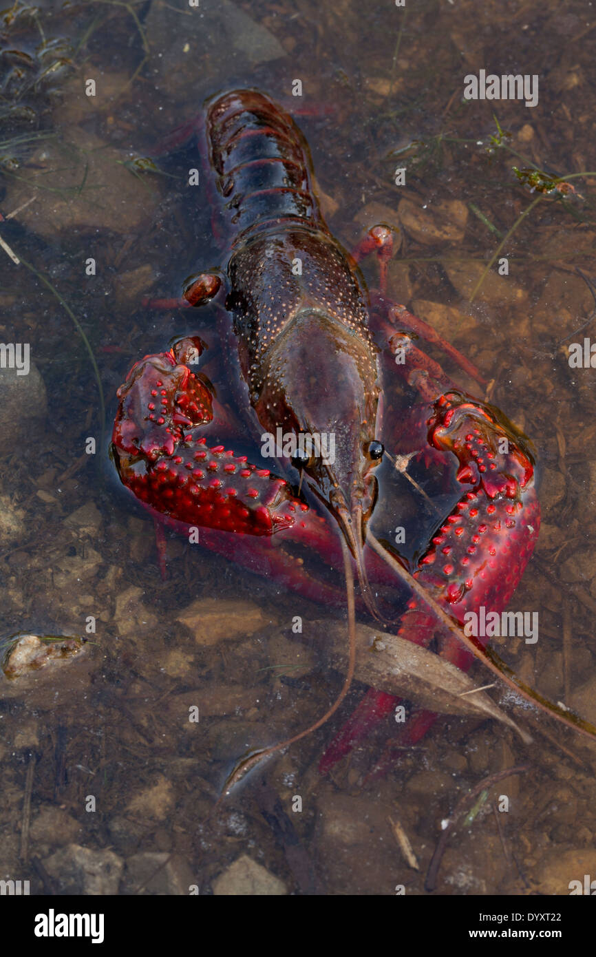 Roter Sumpf Krebse, Procambarus Clarkii, Louisiana Stockfoto