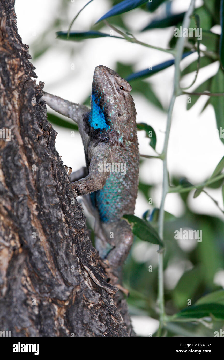 Männliche Wüste stacheligen Eidechse (Sceloporus Clarkii) Stockfoto