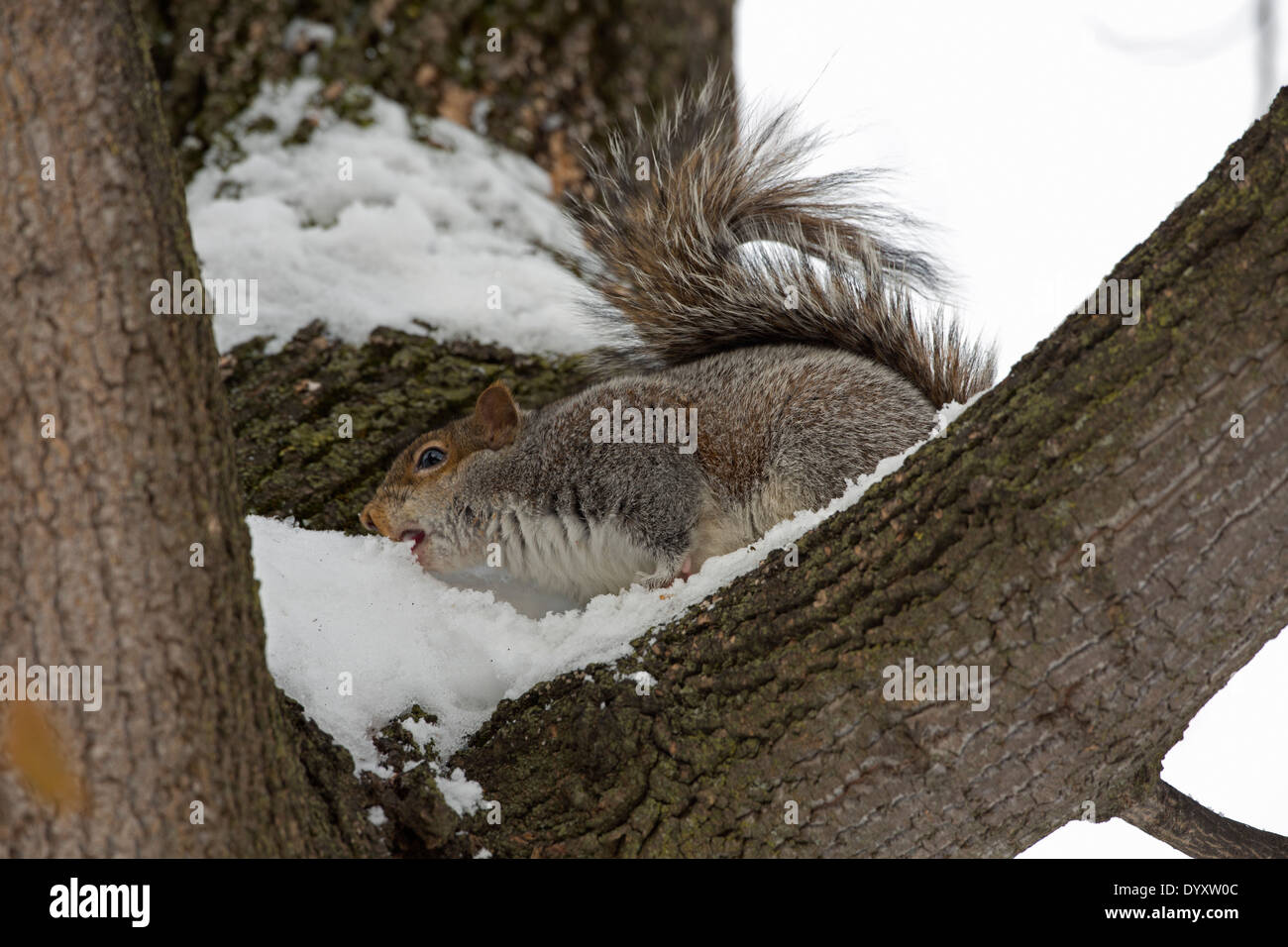 Eichhörnchen, winter Stockfoto