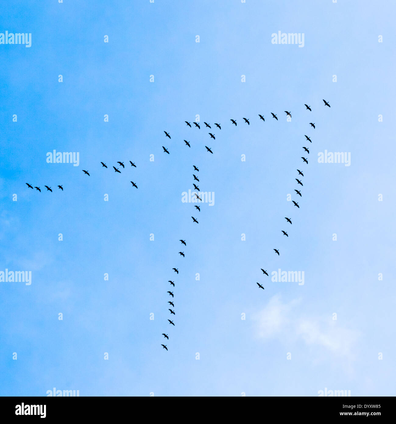 Schwarm Gänse fliegen in V-Formation fliegen in blauen Frühlingshimmel Stockfoto