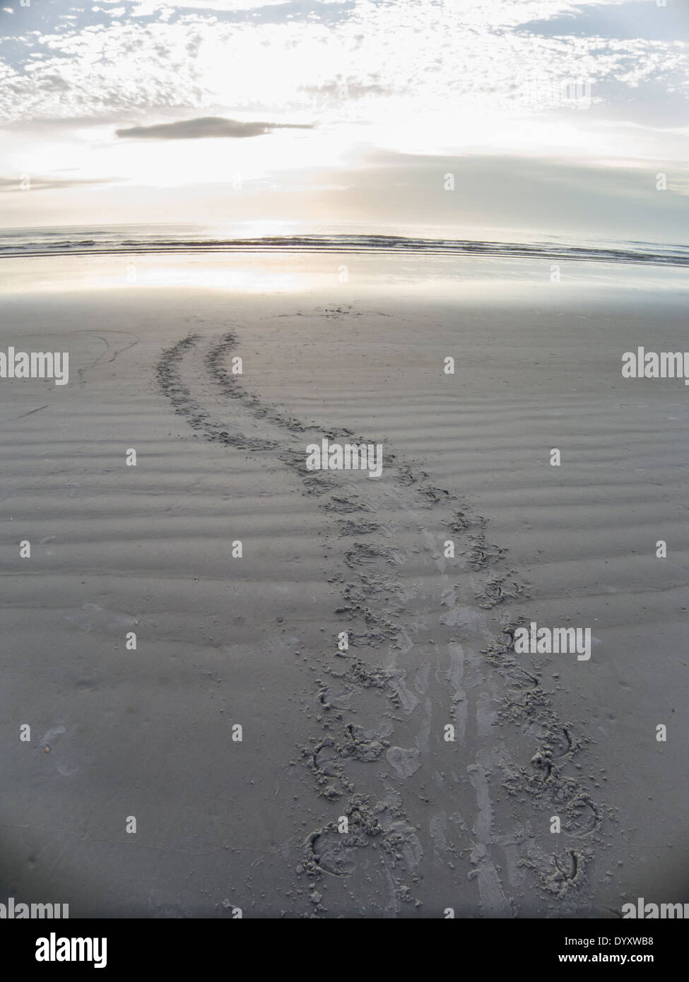 Nisten Schildkröten Spuren führen zurück zum Meer bei Sonnenaufgang Stockfoto