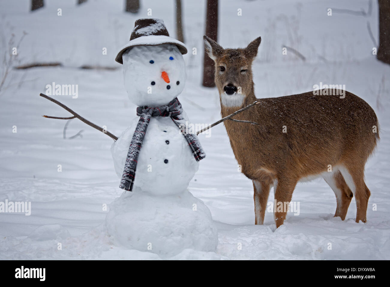 Weiß - angebundene Rotwild, Odocoileus Virginianus, New York, USA, mit Schneemann, Hintergrund haben digitale Retusche Stockfoto