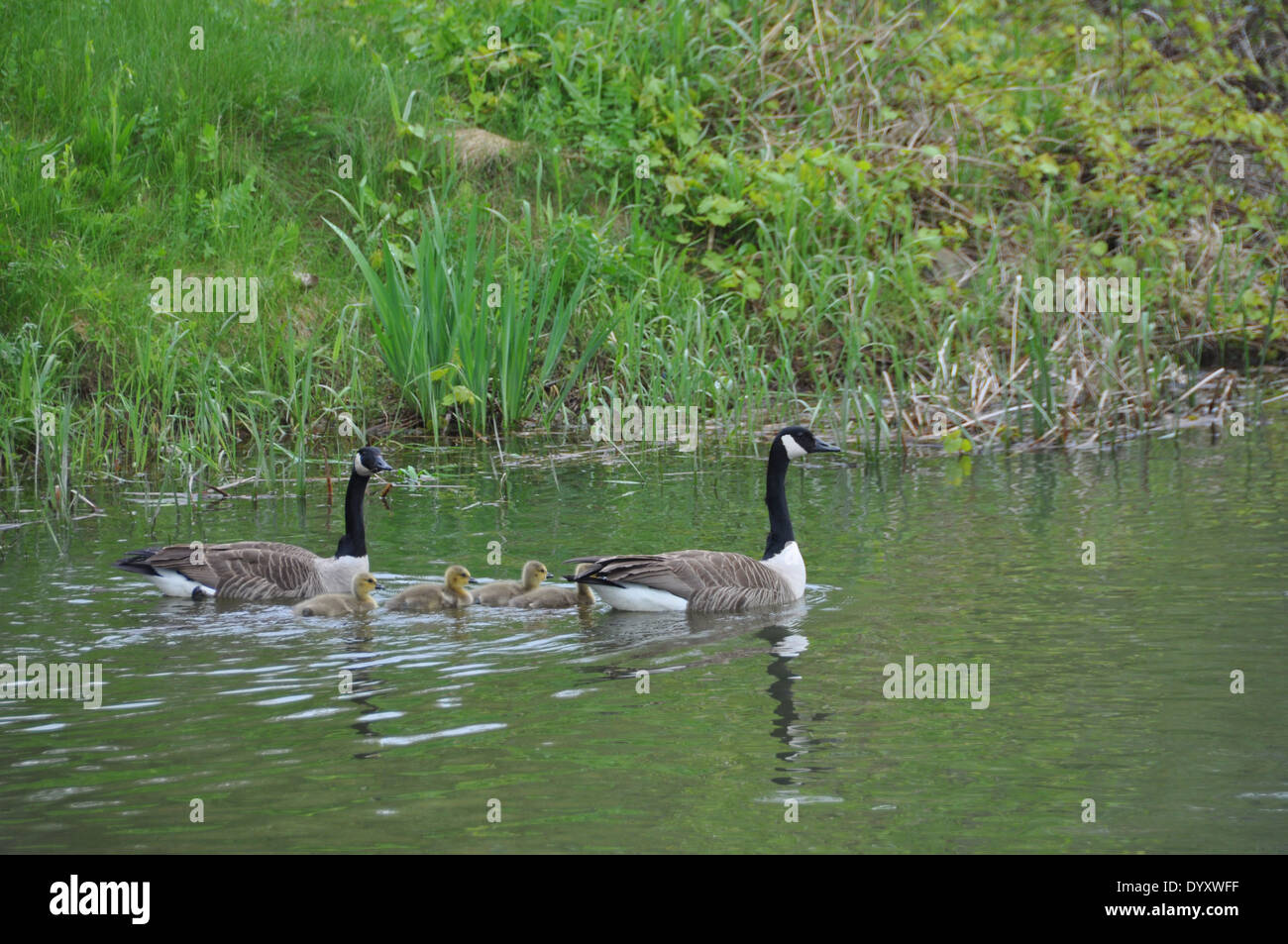 Zwei Enten mit ihren Küken am Rande der Saint Lawrence Waterway, Ontario, Kanada. Stockfoto