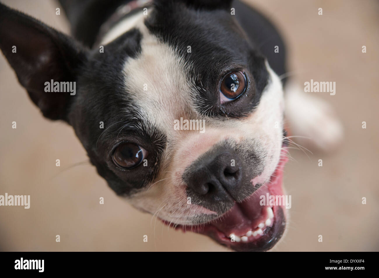 Boston Terrier Hund zeigt Zähne Stockfoto
