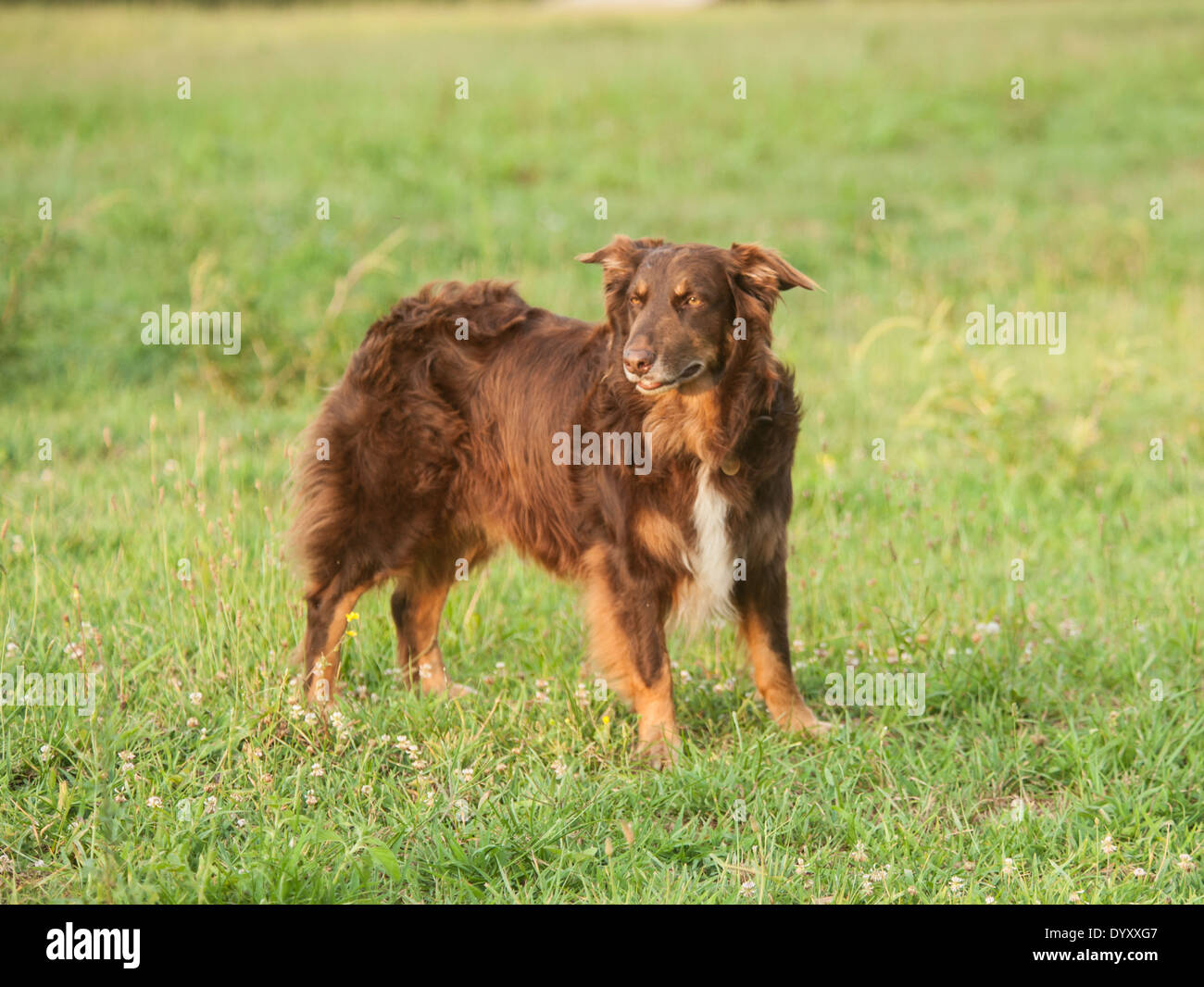 Australian Shepherd Hund im Feld Gras Stockfoto