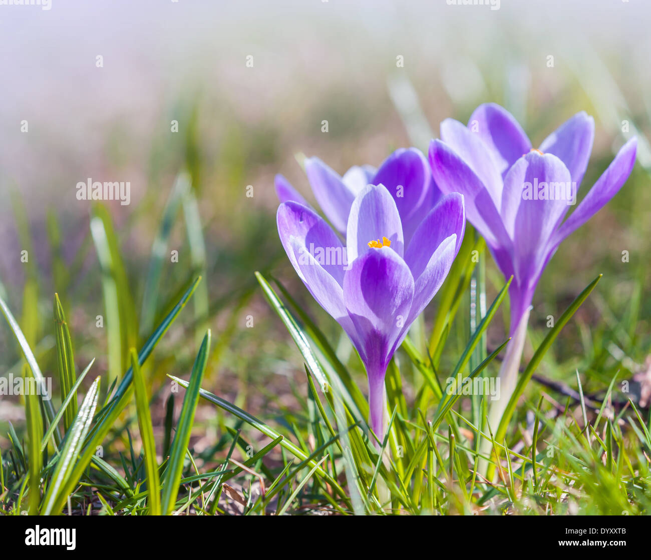 Krokusblüten auf der Frühlingswiese, Makro-Foto Stockfoto