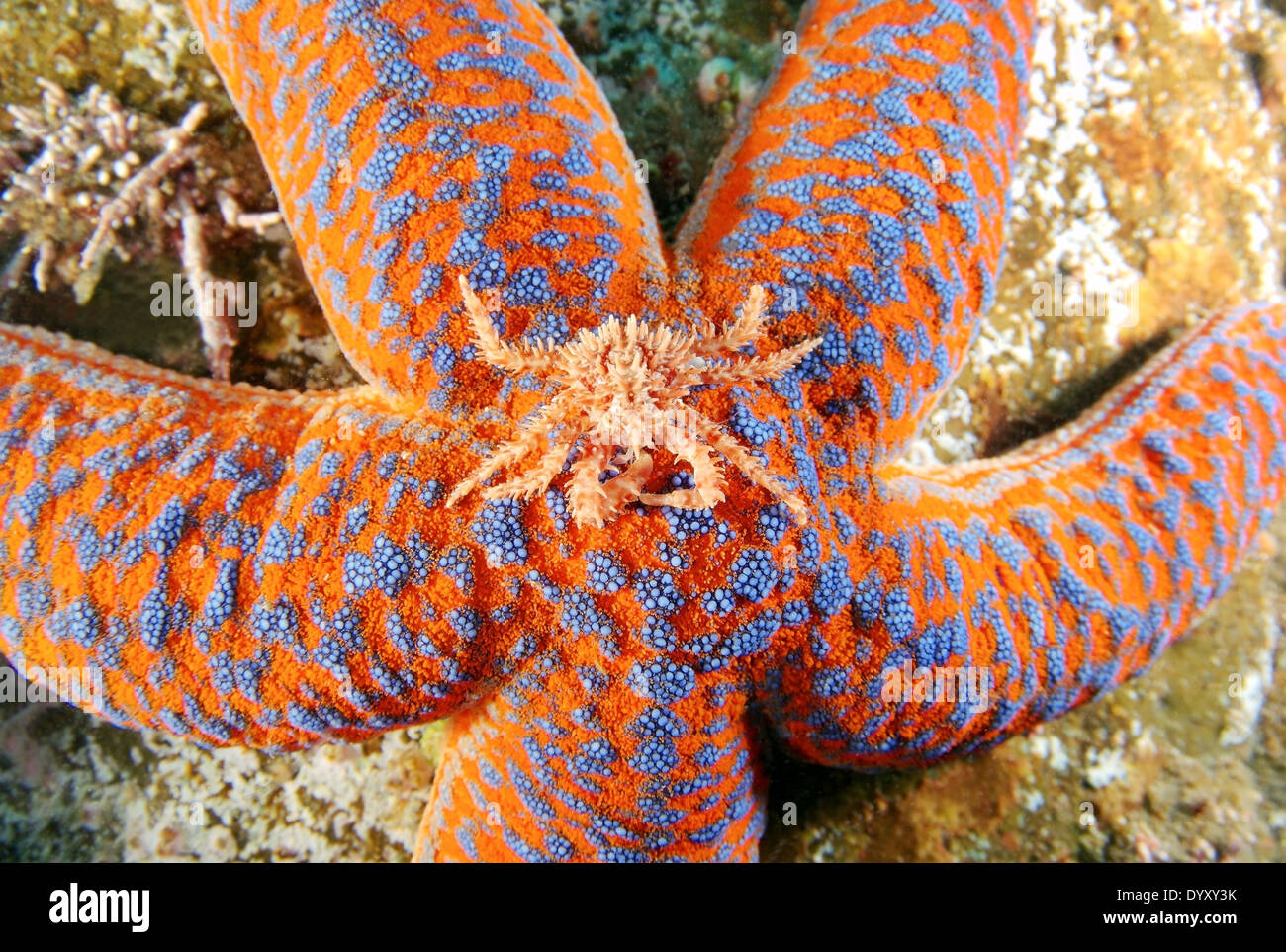 junge rote Königskrabbe (Paralithodes cantschaticus) sitzt auf einem Seestern (Evasterias Retifera) Japan Meer, Fernost, Primorsky Krai, Stockfoto