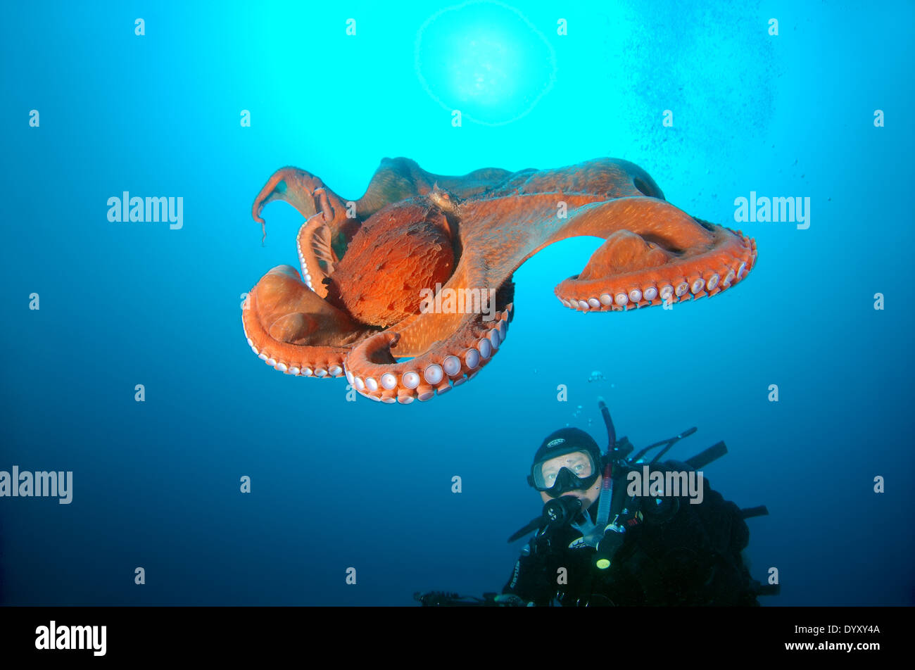 Riesen Kraken Riesen Kraken