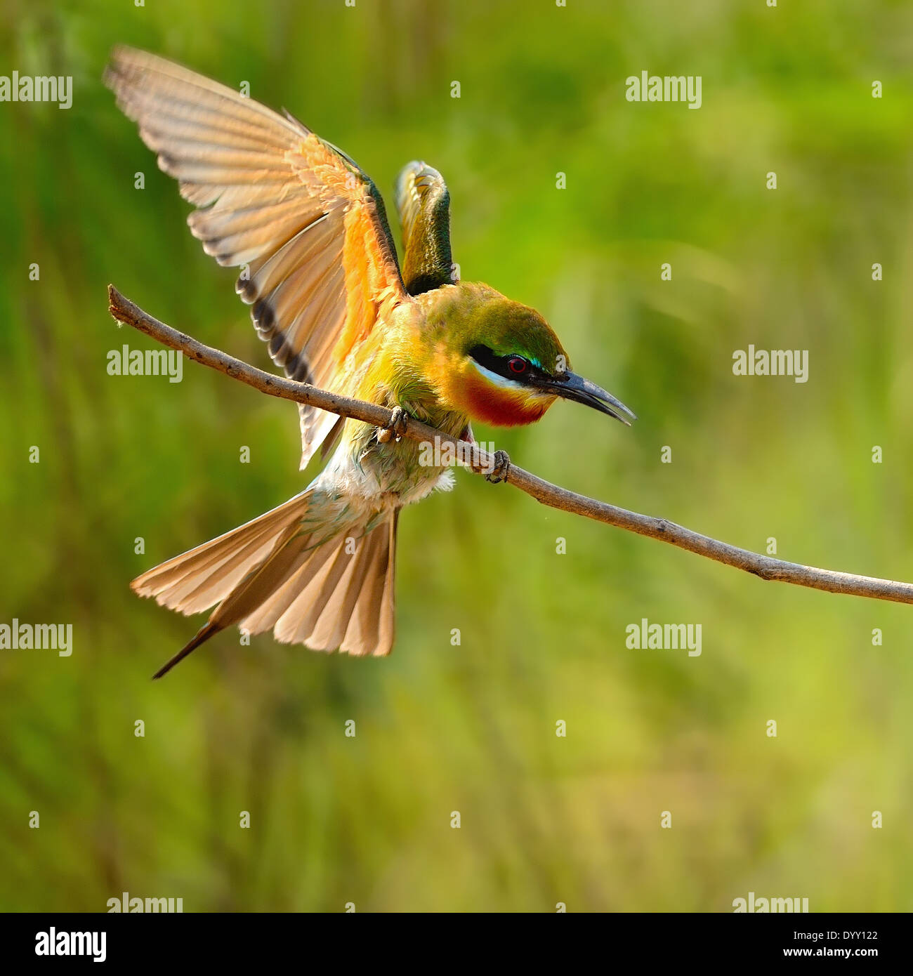 Schöne blau-tailed Bienenfresser Vogel (Merops Phillippinus) in Aktion Stockfoto