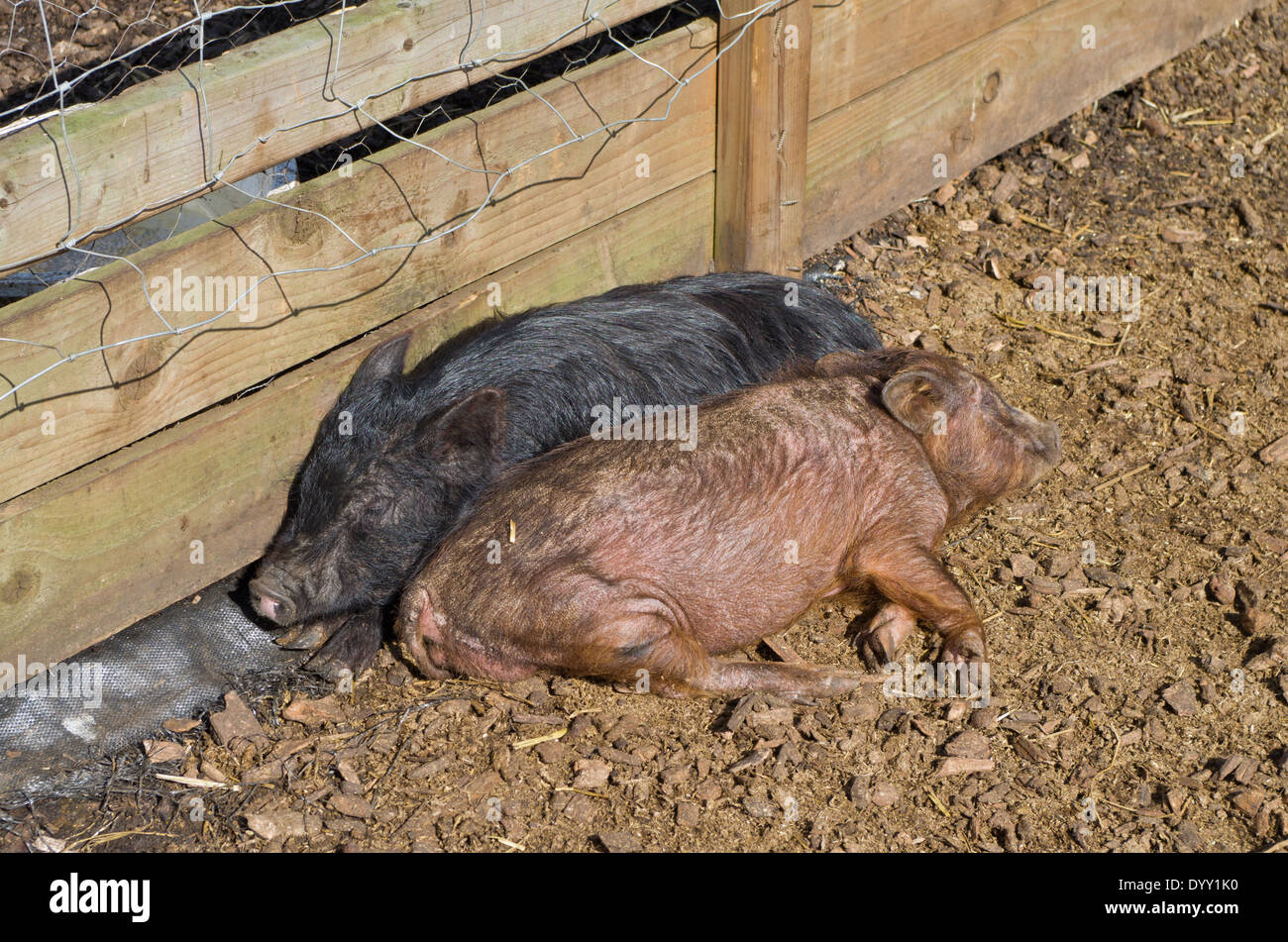 Zwei Schweine schlafen, Kopf, Schwanz, in der Frühlingssonne. Stockfoto