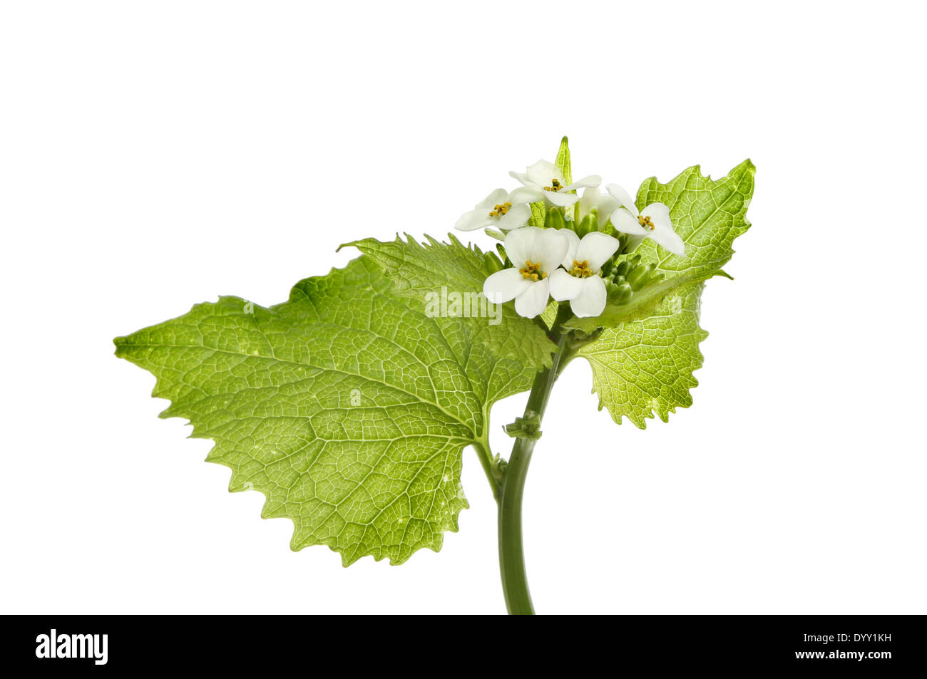 Knoblauchsrauke, Alliara Petiolata, wilde Blumen und Laub isoliert gegen weiß Stockfoto