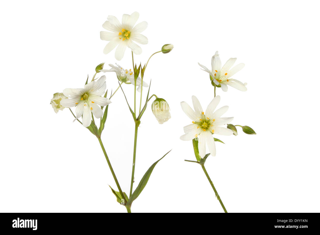 Größere Stichwort, Stellaria Holostea, Wildblumen, isoliert gegen weiß Stockfoto