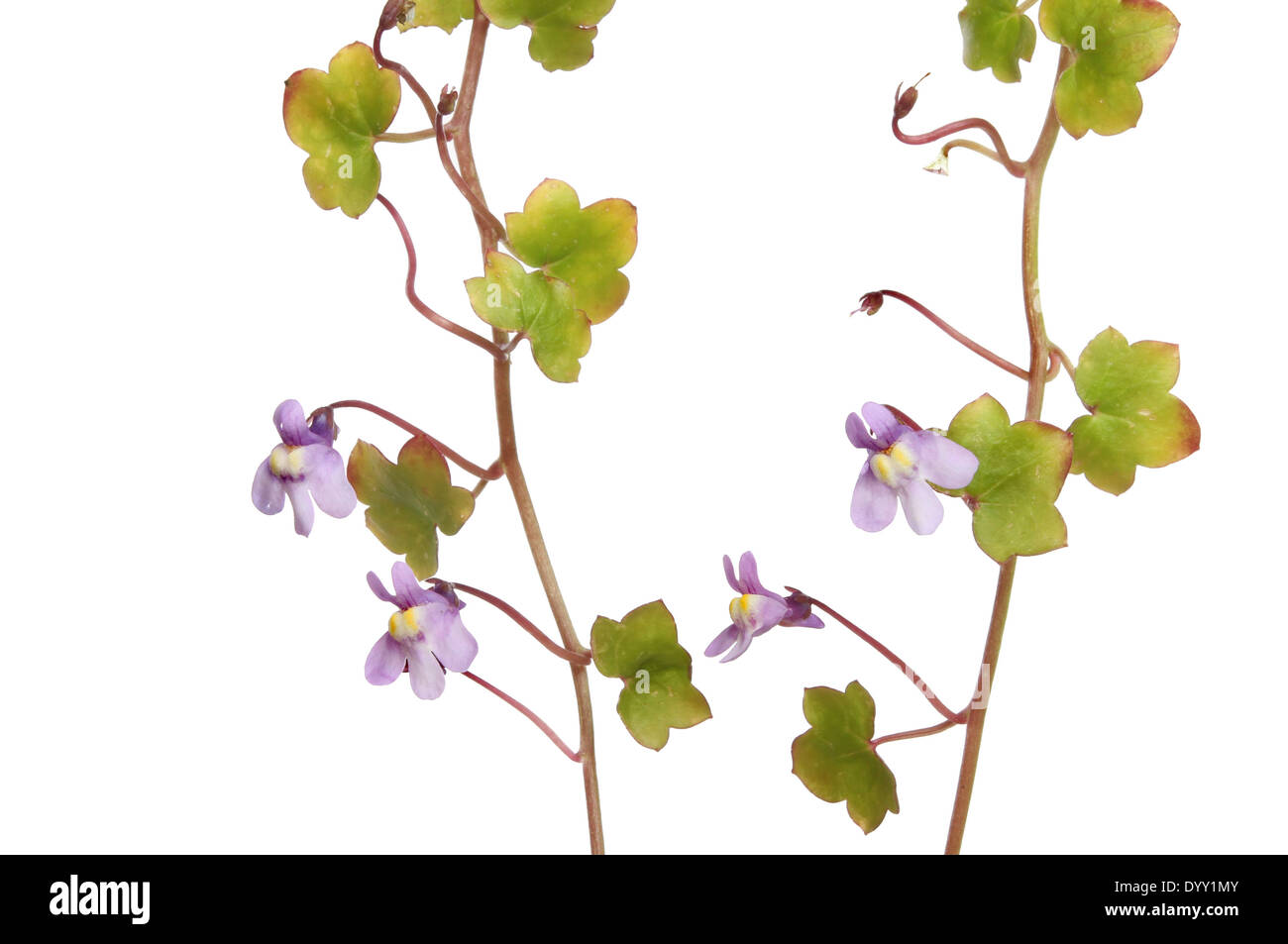 Efeu-leaved Leinkraut, Cybalaria Muralis, wilde Blumen und Laub isoliert gegen weiß Stockfoto