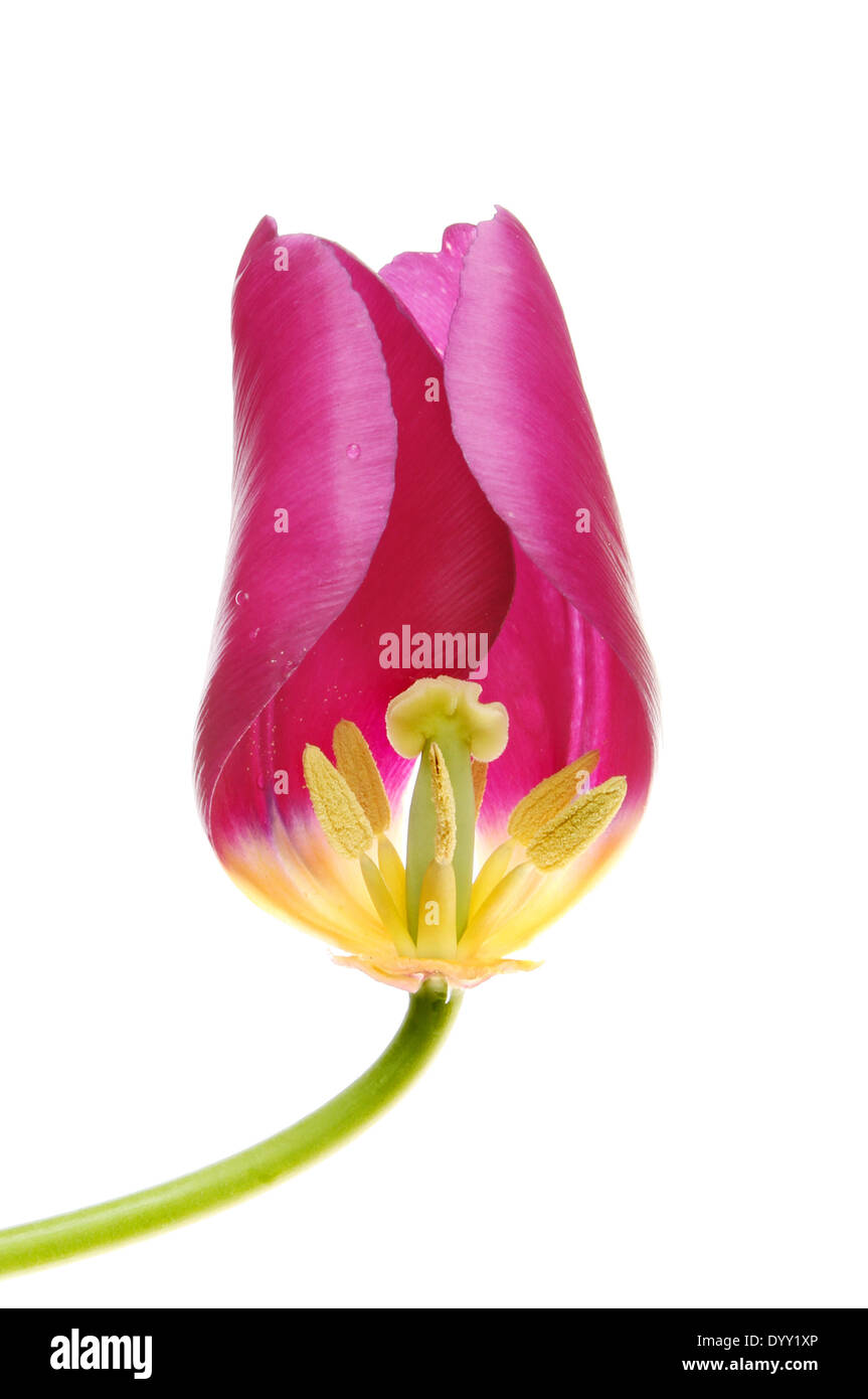 Schnitt durch eine Tulpe Blume zeigt die Fortpflanzungsorgane isoliert gegen weiß Stockfoto
