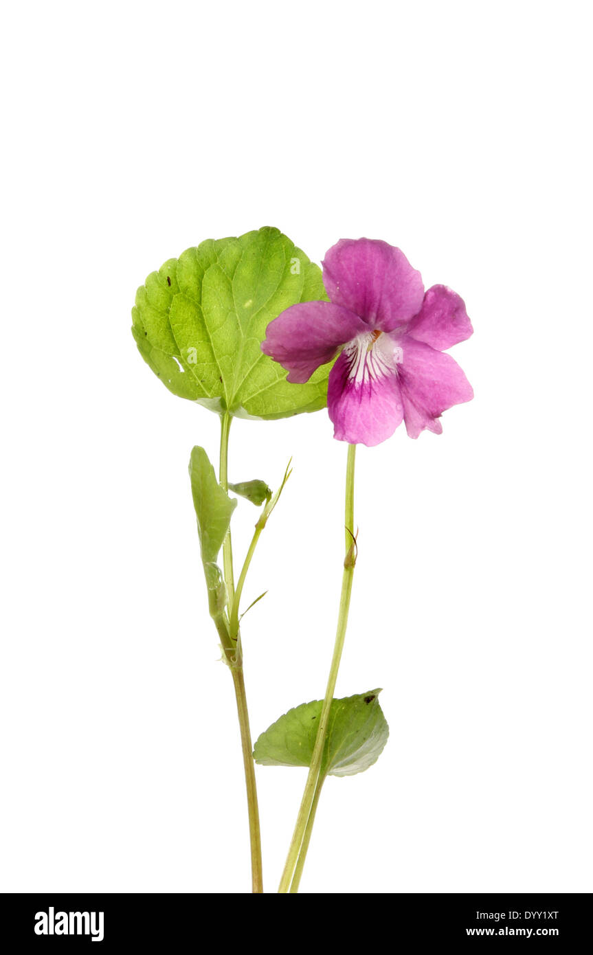 Violette Blumen und Laub isoliert gegen weiß Stockfoto