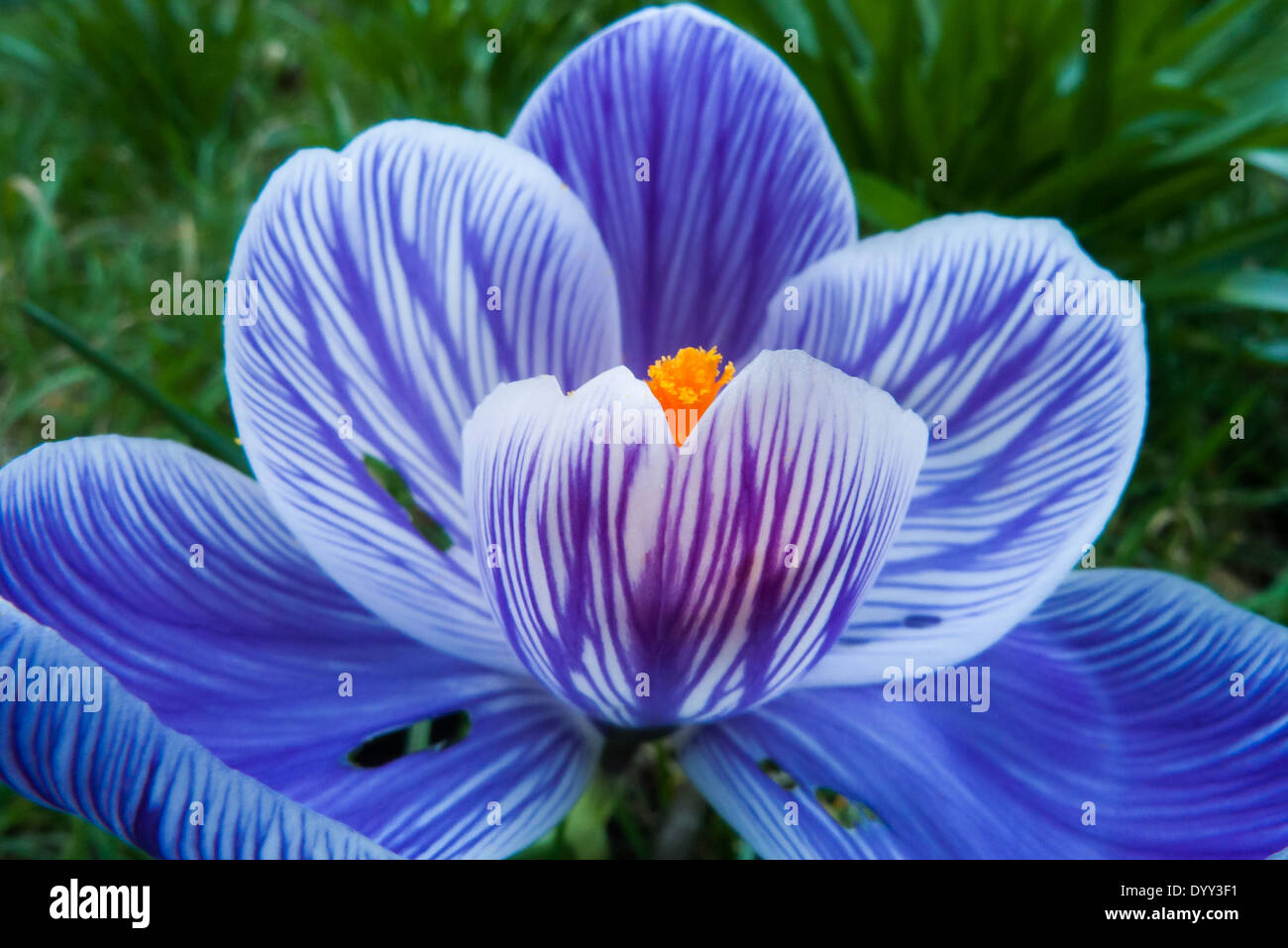 Kingston upon Thames, England. Blauen Krokus Blume mit Orangen Staubgefäßen Licht des frühen Morgens Frühling. Stockfoto