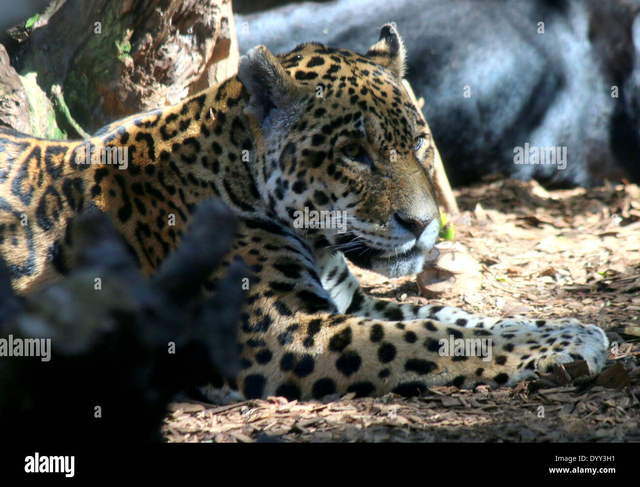 Jaguar (Panthera Onca) Stockfoto