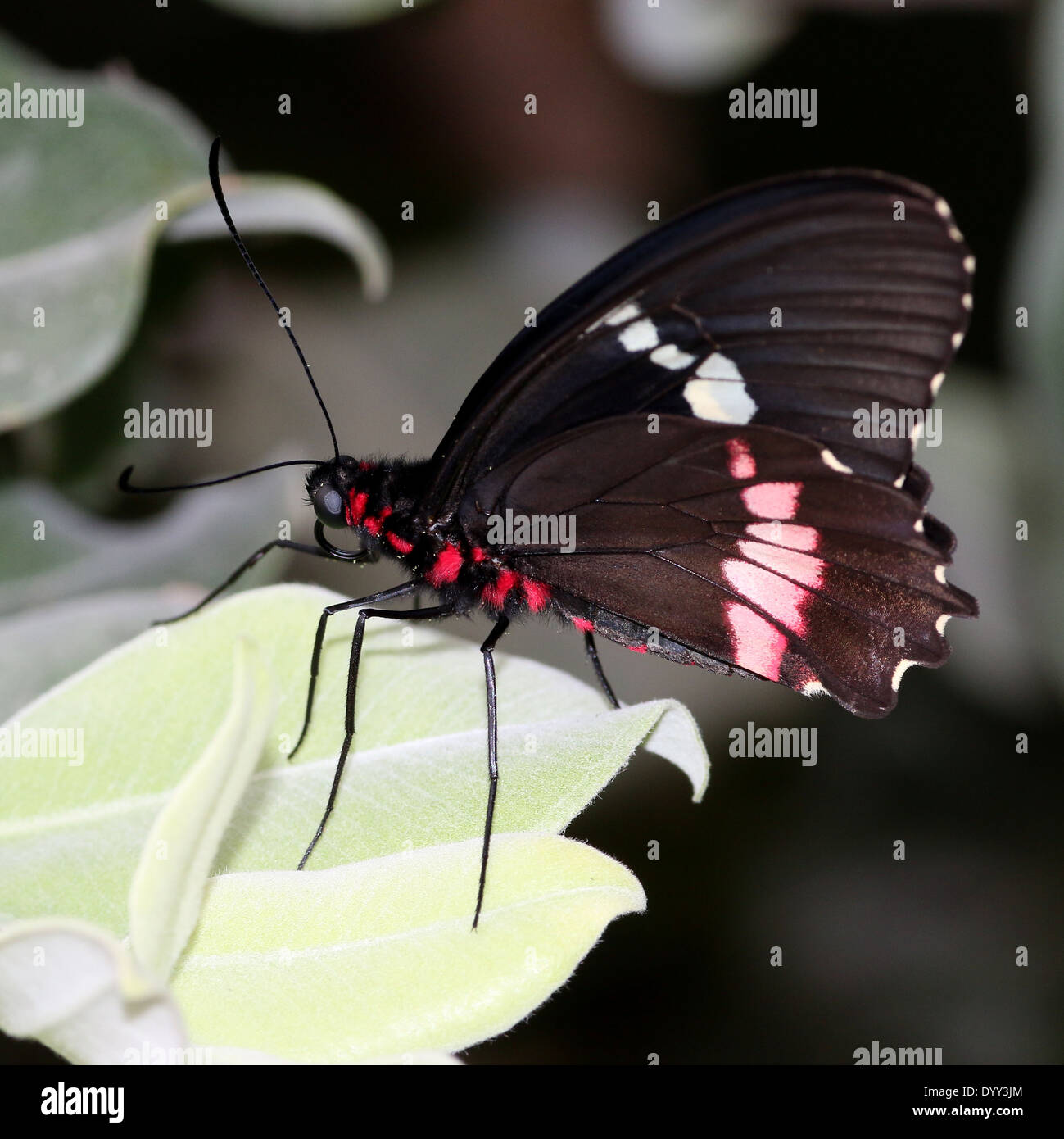 Rosa Cattleheart oder Transandean Cattleheart Schmetterling (Parides Iphidamas) posiert auf einem Blatt, Flügel geschlossen Stockfoto