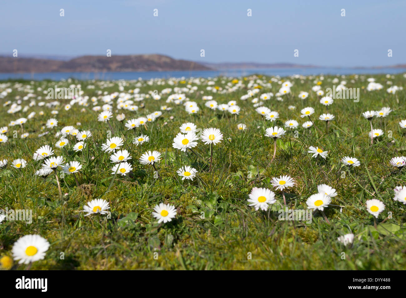 Gänseblümchen Blumen Bellis Perennis Machair Grasland auf North West Küste von Schottland UK Stockfoto