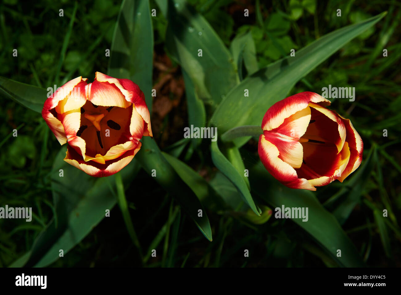 Gelbe und rote Tulpen in Feld, Garten Stockfoto