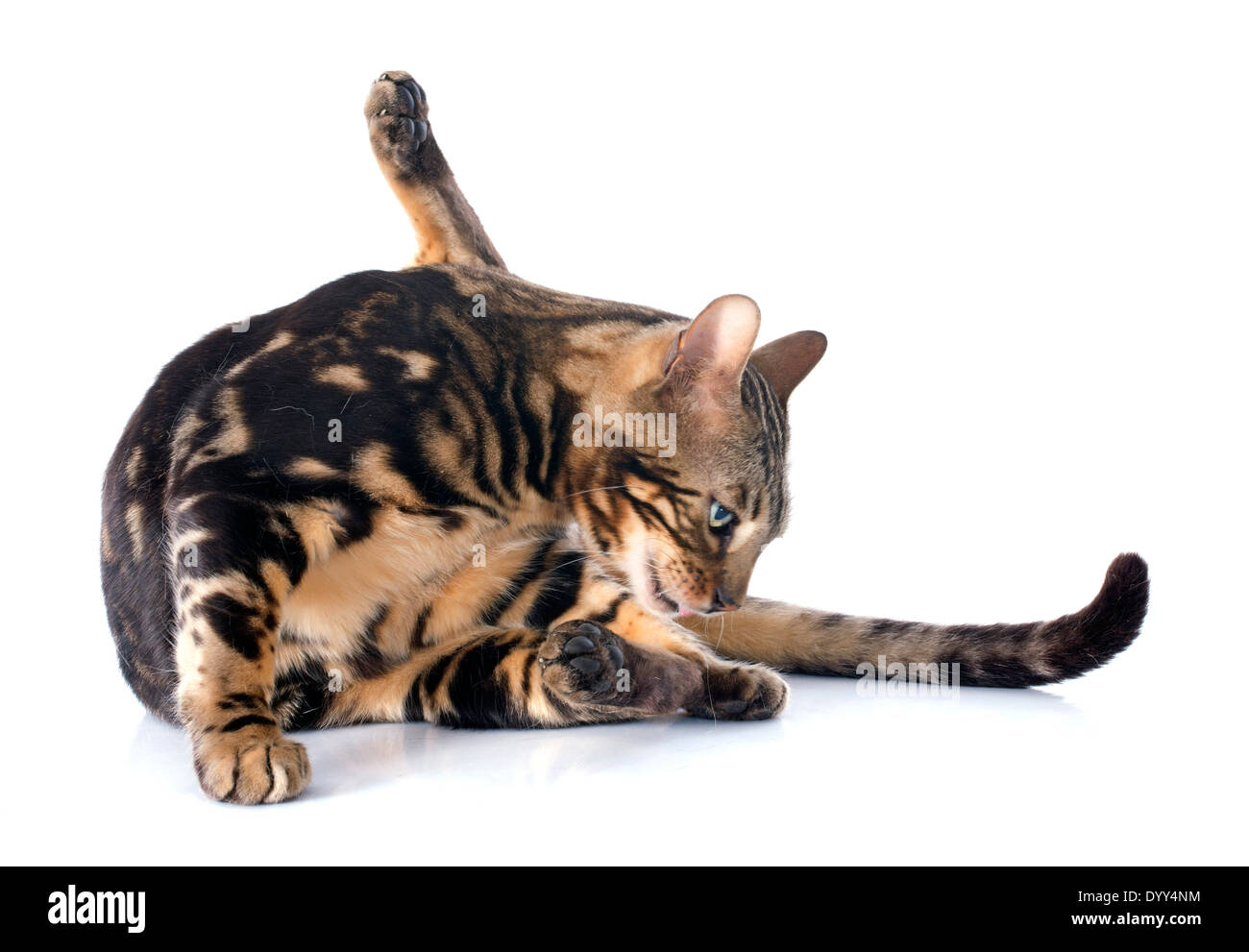 Porträt von eine reinrassige Bengalkatze auf weißem Hintergrund Stockfoto