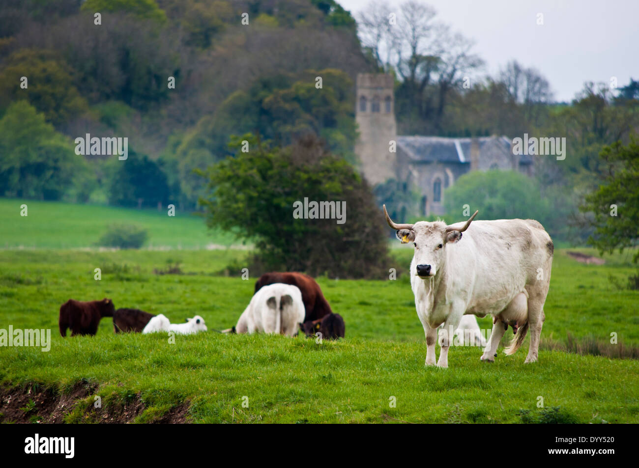 White Park Rinder Kühe mit langen Hörnern Carricks Schloss Gutshof Stockfoto