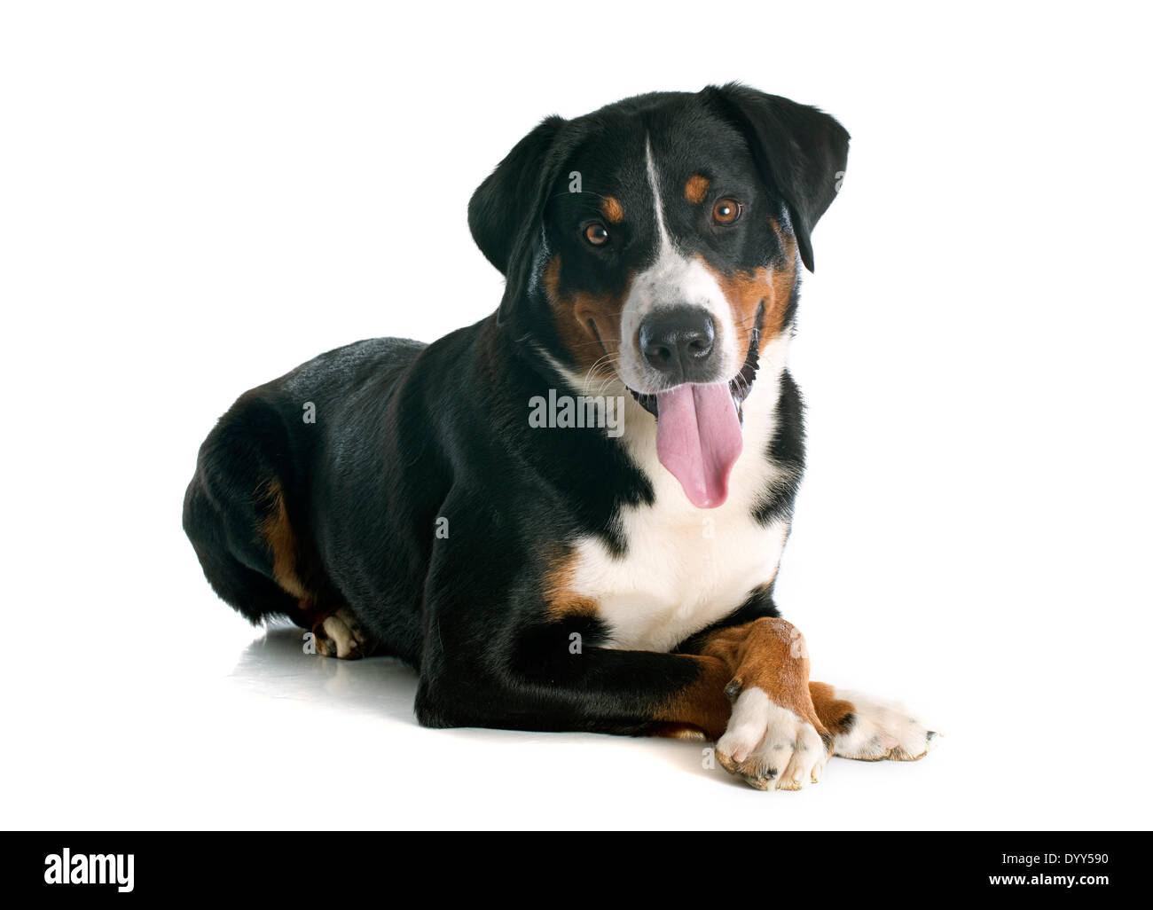 Appenzeller Sennenhund vor weißem Hintergrund Stockfoto