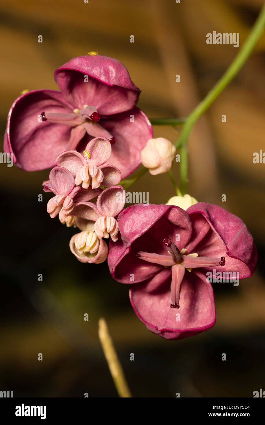 Kleiner Mann und größeren weiblichen Blüten der Schokolade Rebe, Akebia quinata Stockfoto