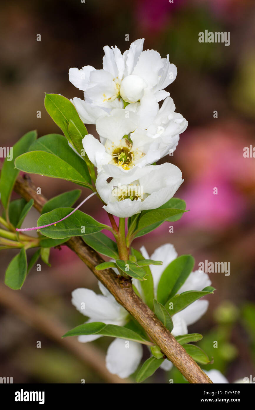 Weißer Frühlingsblumen von Exochorda Macrantha 'The Bride' Stockfoto