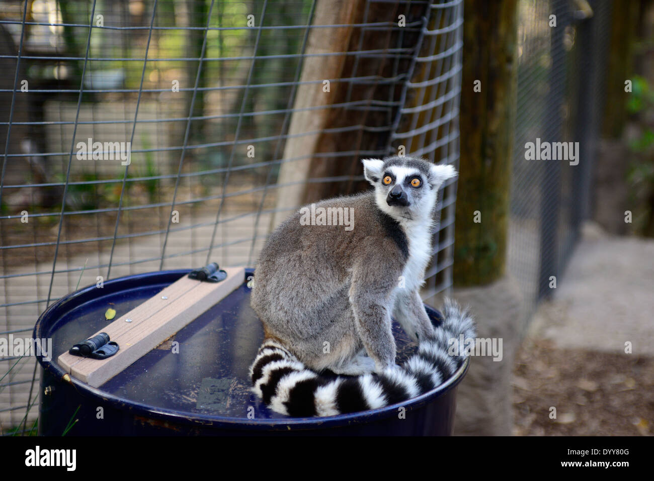Lemur im San Diego Zoo Safari Park / © Craig m. Eisenberg Stockfoto