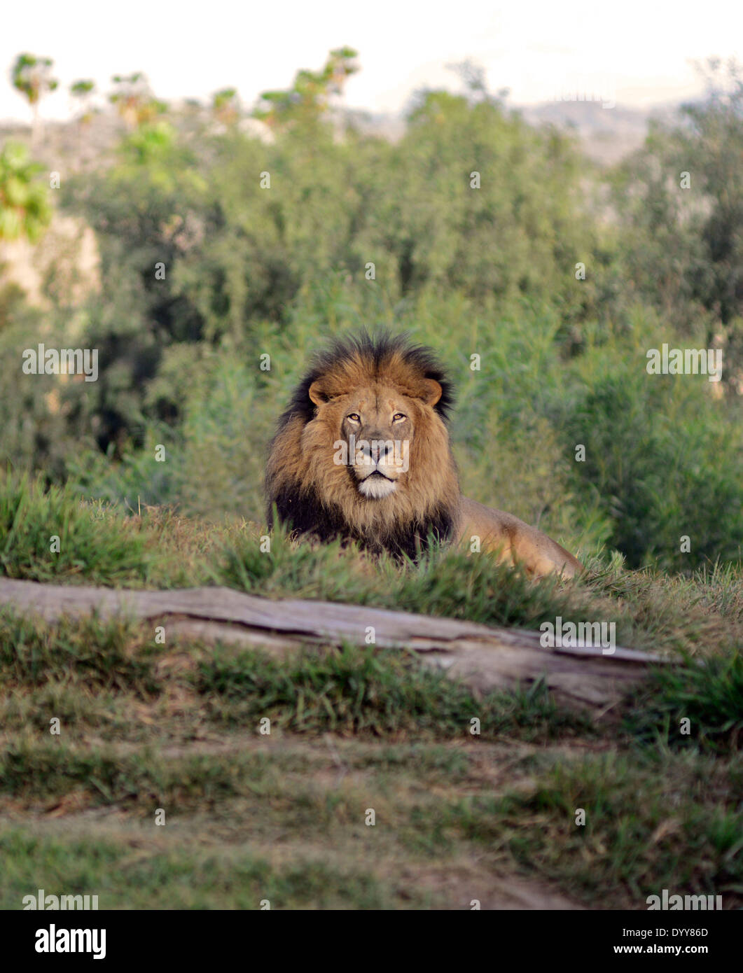 Afrikanische männlichen Löwen an der San Diego Zoo Safari Park / © Craig M. Eisenberg Stockfoto Afrikanische männlichen Löwen an der San Diego Zoo Safari Park / © Craig M. Eisenberg Stockfoto