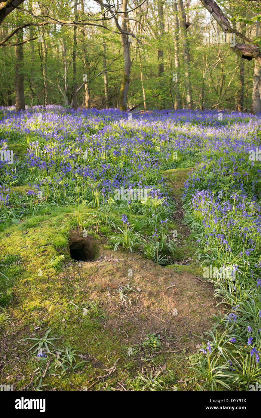 Dachs Sett in einem Bluebell Holz. UK Stockfoto