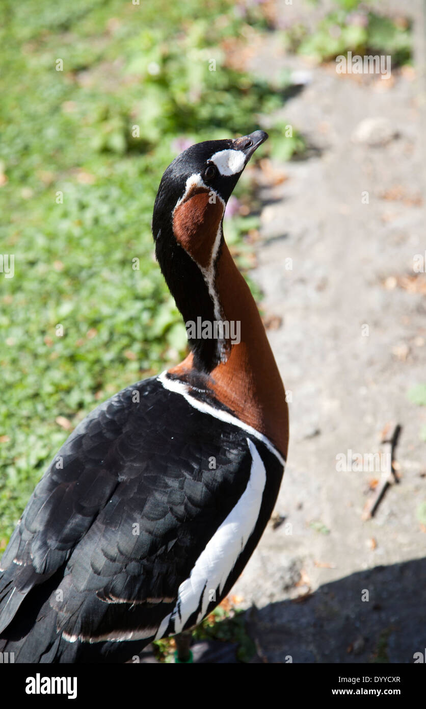 Rothalsgans, Branta Ruficollis in St James Park in London UK Stockfoto