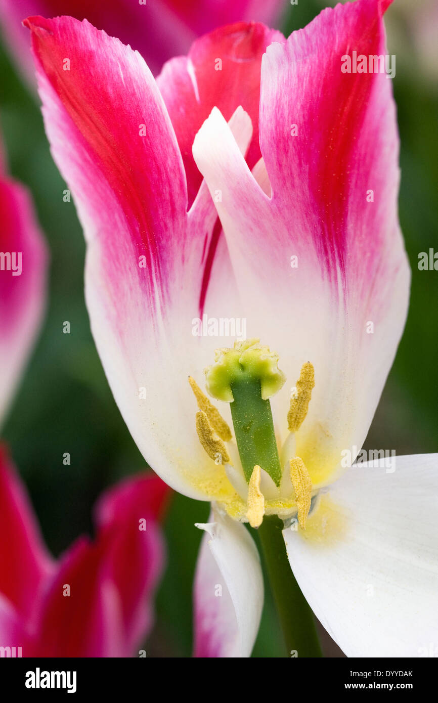Tulipa. Tulpe Blume zeigt die Staubblätter und Anthere. Stockfoto