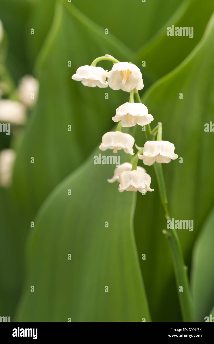 Reichlich Blumen und blühen Lilly des Tales im Frühjahr und Sommer Stockfoto