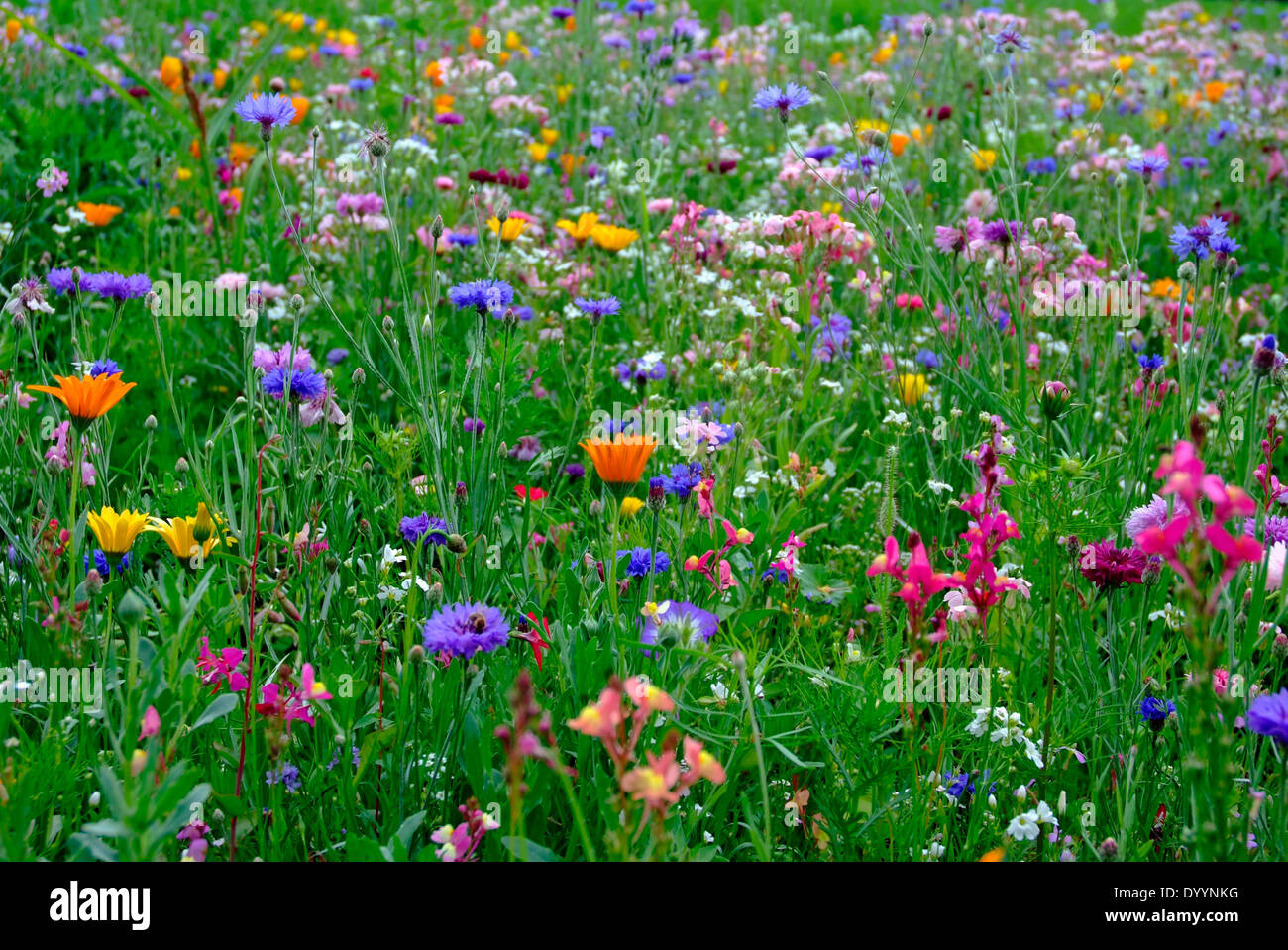 Viele verschiedene Wildblumen auf einer Wiese Stockfoto