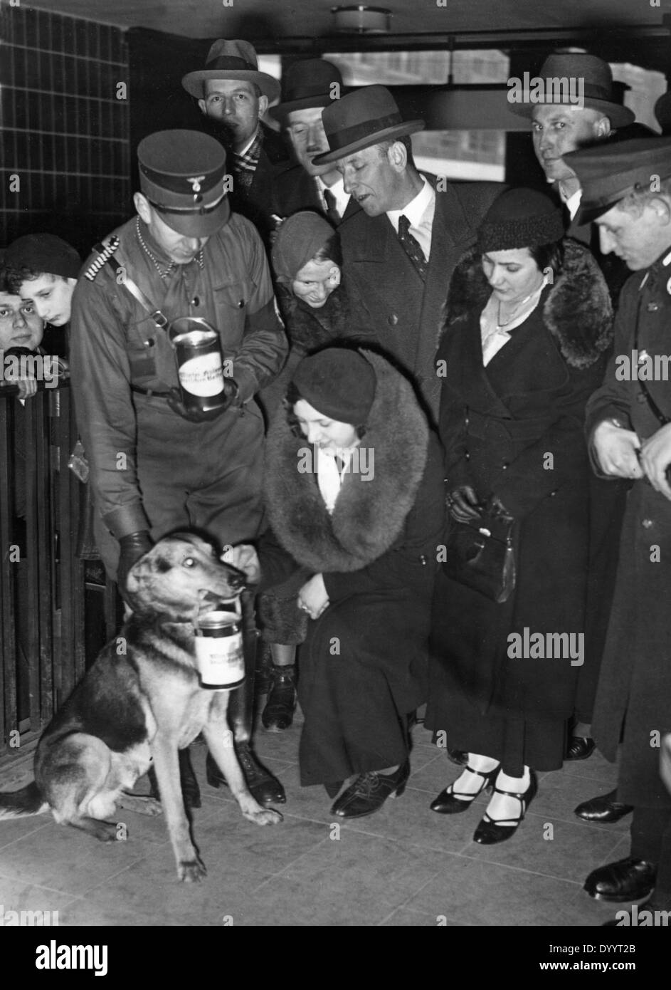 Deutscher Schäferhund mit eine Spendenbox für die SA in Berlin, 1933 Stockfoto