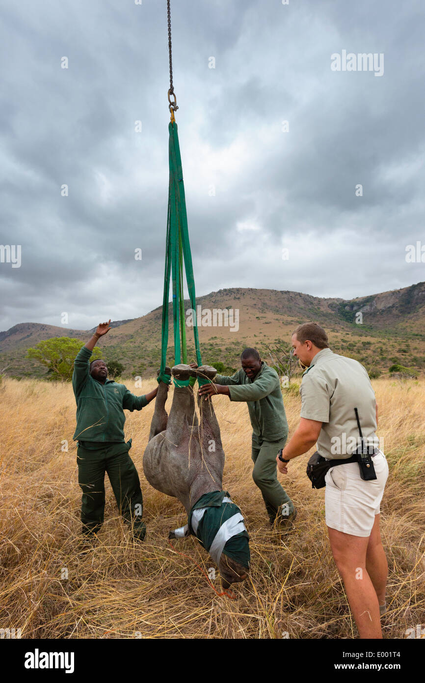 Spitzmaulnashorn (Diceros Bicornis) vorbereitet für Luftbrücke mit dem Hubschrauber. Ithala-Wildreservat. Südafrika Stockfoto